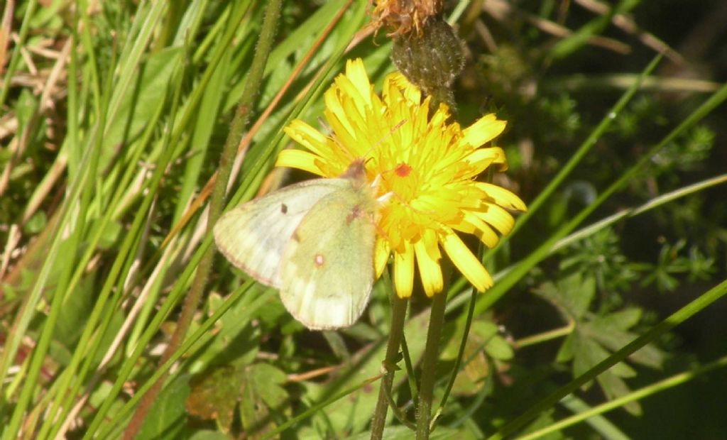 Colias phicomone? S